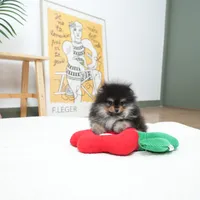 Poco, a male Pomeranian for sale in Wellesley, MA – Photo 4 of 5