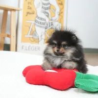 Poco, a male Pomeranian for sale in Wellesley, MA – Photo 3 of 5