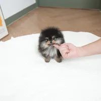 Poco, a male Pomeranian for sale in Wellesley, MA – Photo 2 of 5