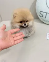 Jewels, a female Pomeranian for sale in Wellesley, MA – 4 of 6