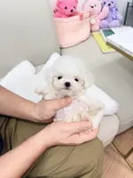 Zayn, a male Bichon Frise for sale in Wellesley, MA – 6 of 6