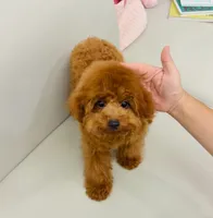 Joey, a male Poodle - Toy  for sale in Wellesley, MA – 4 of 4