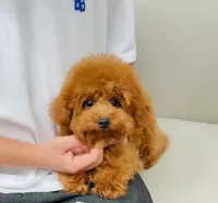 Joey, a male Poodle - Toy  for sale in Wellesley, MA – 1 of 4