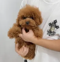 Joey, a male Poodle - Toy  for sale in Wellesley, MA – 3 of 4
