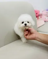 Zayn, a male Bichon Frise for sale in Wellesley, MA – 4 of 4