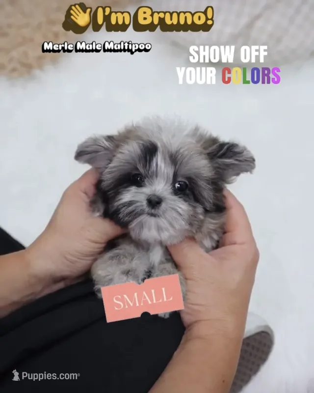 Bruno – Maltipoo puppy for sale in Wellesley, MA