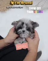 Bruno, a male Maltipoo for sale in Wellesley, MA – 1 of 4