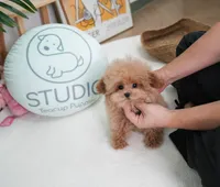 Chester , a male Poodle - Toy  for sale in Wellesley, MA – 4 of 4