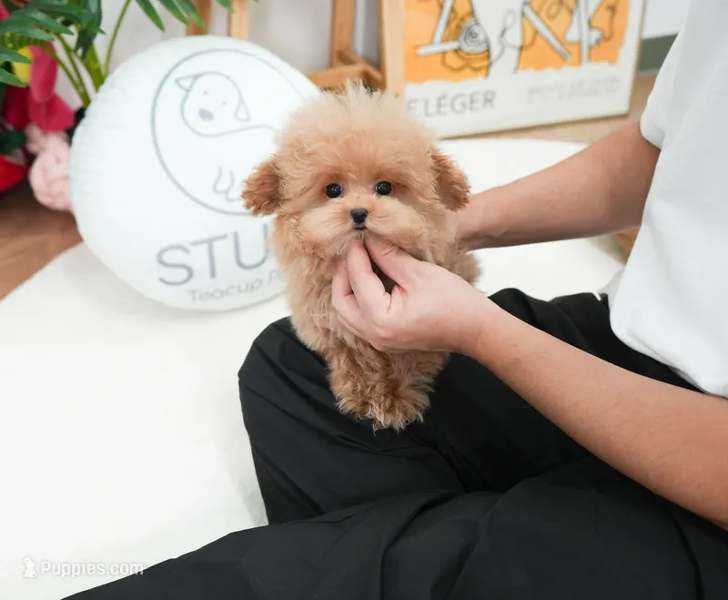 Chester  – Poodle - Toy  puppy for sale in Wellesley, MA