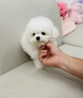Zayn, a male Bichon Frise for sale in Wellesley, MA – 2 of 4