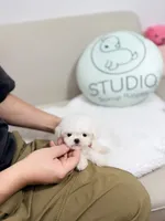 Zayn, a male Bichon Frise for sale in Wellesley, MA – 2 of 6