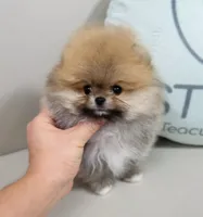 Jewels, a female Pomeranian for sale in Wellesley, MA – 2 of 6