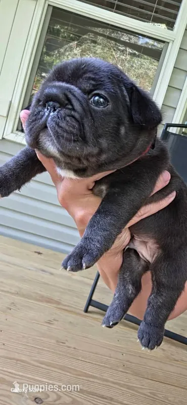 Trindle  – French Bulldog puppy for sale in Anderson, SC