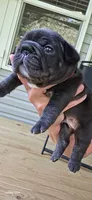 Trindle , a male French Bulldog for sale in Anderson, SC – 1 of 1