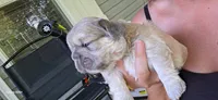 Fluff, a male French Bulldog for sale in Anderson, SC – 1 of 1