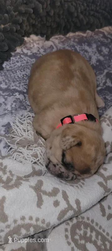 Leopard  – French Bulldog puppy for sale in Anderson, SC