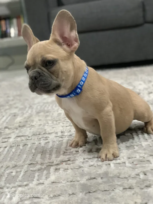 Blue collar – French Bulldog puppy for sale in Houston, TX