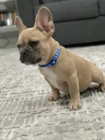 Blue collar, a male French Bulldog for sale in Houston, TX – 1 of 5