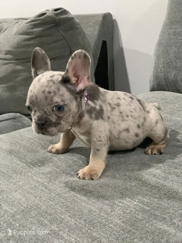 Collar color  – French Bulldog puppy for sale in Houston, TX