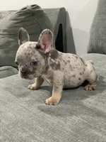 Collar color , a female French Bulldog for sale in Houston, TX – 1 of 4