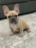 Blue collar, a male French Bulldog for sale in Houston, TX – 5 of 5
