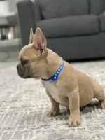 Blue collar, a male French Bulldog for sale in Houston, TX – 4 of 5