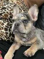Blue mearle tan points , a female French Bulldog for sale in Houston, TX – 3 of 3