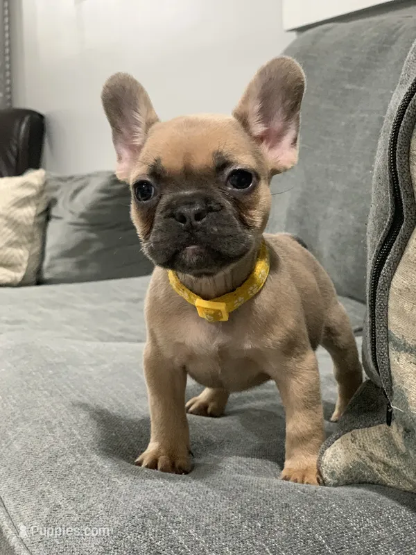 Collar color  – French Bulldog puppy for sale in Houston, TX