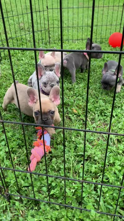 Collar color , a female French Bulldog for sale in Houston, TX – 4 of 4