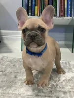 Blue collar, a male French Bulldog for sale in Houston, TX – 3 of 5