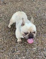 Collar color , a female French Bulldog for sale in Houston, TX – 3 of 4