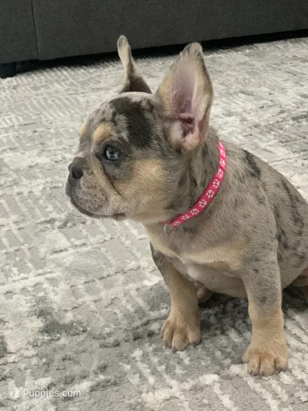 Blue mearle tan points  – French Bulldog puppy for sale in Houston, TX