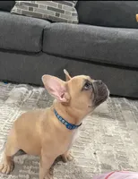 Blue collar, a male French Bulldog for sale in Houston, TX – 3 of 3