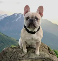 Collar color , a female French Bulldog for sale in Houston, TX – 2 of 4