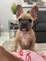 Blue collar, a male French Bulldog for sale in Houston, TX – 1 of 3
