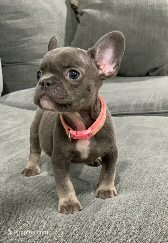 Collar color  – French Bulldog puppy for sale in Houston, TX