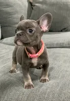 Collar color , a female French Bulldog for sale in Houston, TX – 1 of 4