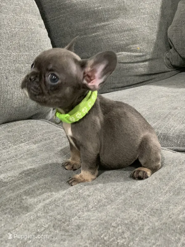 Collar color  – French Bulldog puppy for sale in Houston, TX