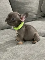 Collar color , a female French Bulldog for sale in Houston, TX – 1 of 4