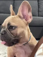 Blue collar, a male French Bulldog for sale in Houston, TX – 2 of 3