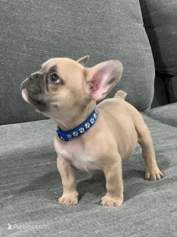 Collar color – French Bulldog puppy for sale in Houston, TX