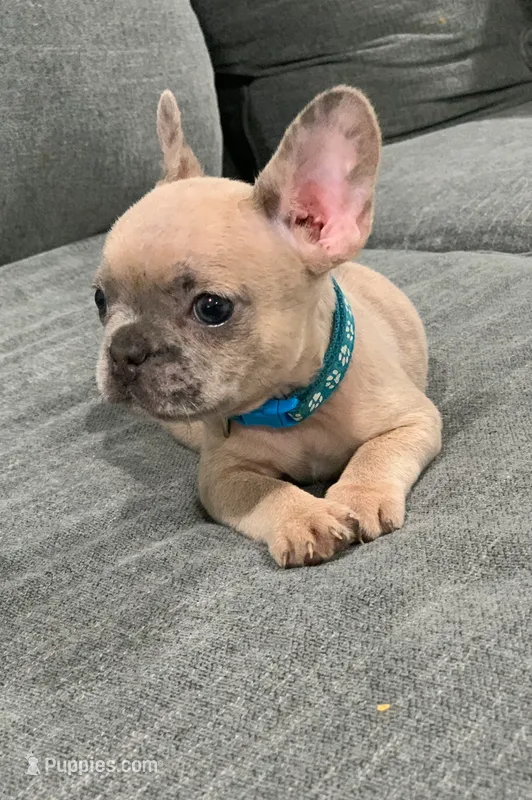 Collar color – French Bulldog puppy for sale in Houston, TX