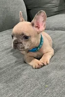 Collar color, a female French Bulldog for sale in Houston, TX – 1 of 4