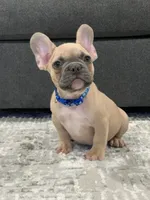 Blue collar, a male French Bulldog for sale in Houston, TX – 2 of 5