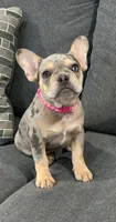 Blue mearle tan points , a female French Bulldog for sale in Houston, TX – 2 of 3