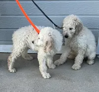Dude, a male English Goldendoodle for sale in Colorado Springs, CO – 2 of 4