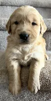 Diesel, a male Golden Retriever for sale in Colorado Springs, CO – 2 of 2