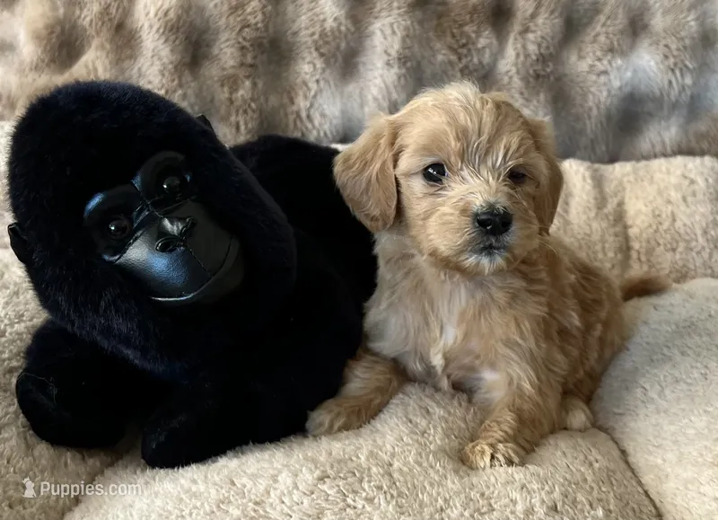 Bear – Goldendoodle puppy for sale in Colorado Springs, CO