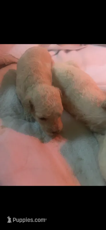 Libby – Poodle - Standard  puppy for sale in Elbert, CO