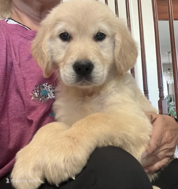 Hana – Golden Retriever puppy for sale in Elbert, CO